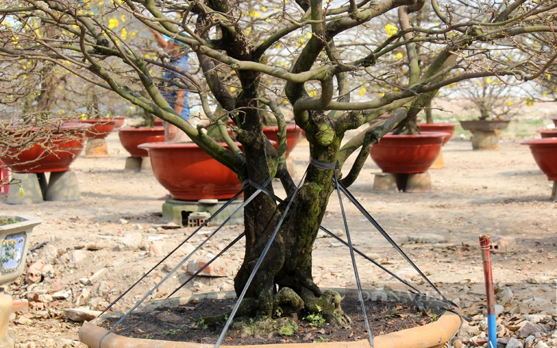 Vào dịp Tết, ngoài những bông hoa tươi thắm, các chậu mai bonsai còn mang lại nét đặc sắc cho người xem về kiểu dáng và thế cây. Ảnh: Nam Bình