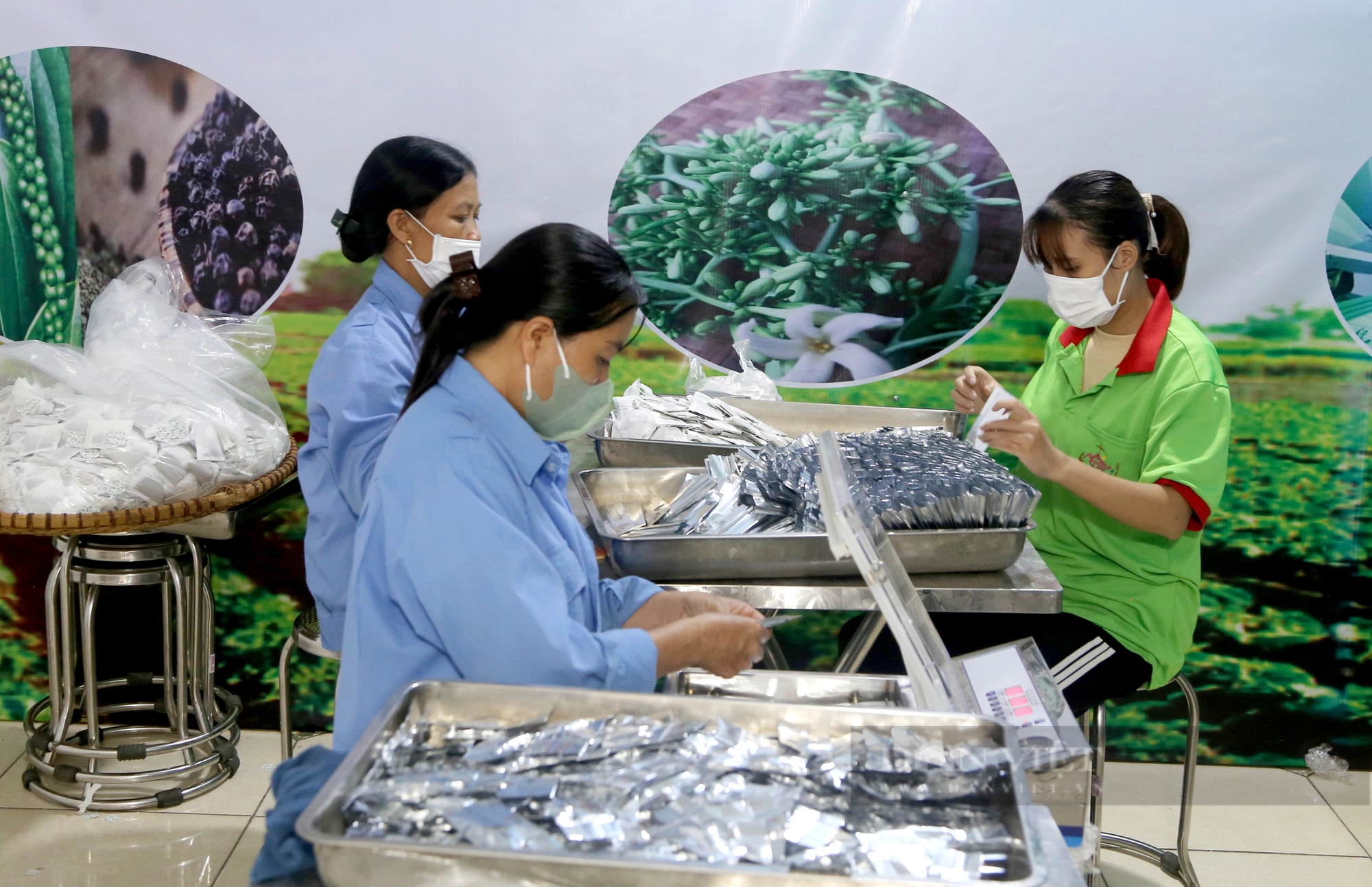 Giám đốc hợp tác xã 9X ở Phú Thọ thu tiền tỷ từ sản xuất trà hoa đu đủ đực - Ảnh 3.