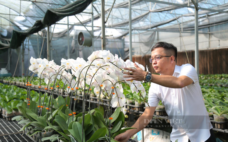 Hoa lan hồ điệp được trồng tại Tổ hợp tác hoa lan Phước Kiển (huyện Nhà Bè). Ảnh: Lê Giang