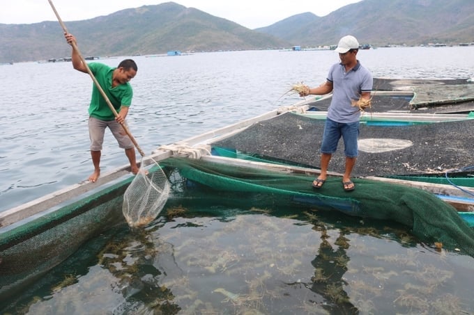 Tôm hùm Khánh Hòa xuất khẩu gặp khó, doanh nghiệp và lãnh đạo sở nói gì? - Ảnh 3.