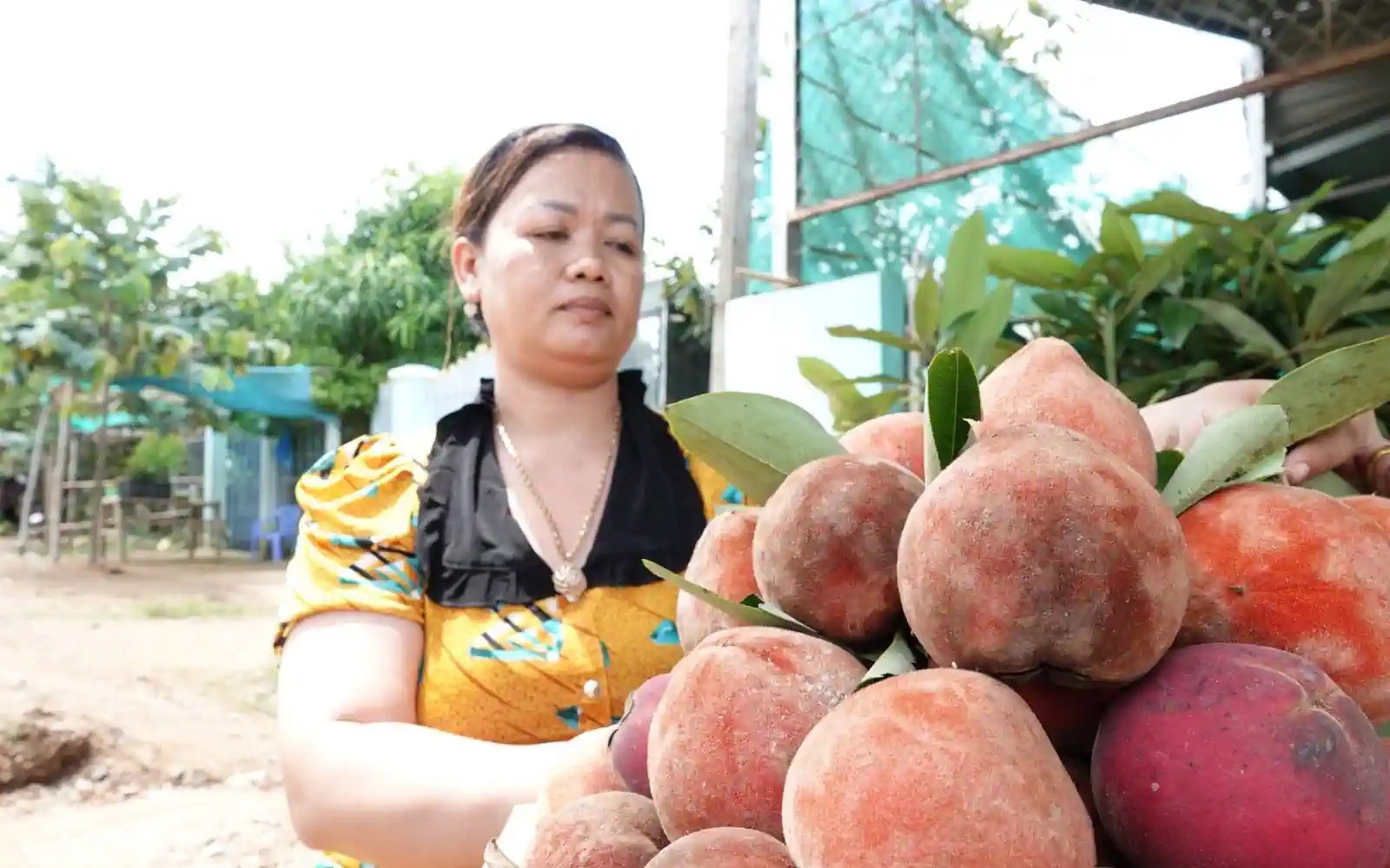 Loại cây tên đẹp ra thứ trái đặc sản thơm ngon ở Sóc Trăng, đến lá, cành cũng thơm phức