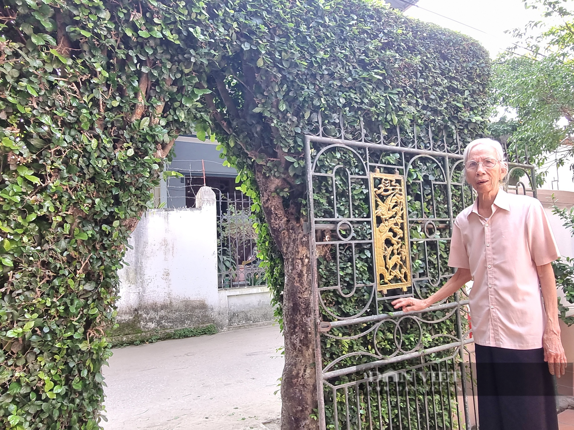 Hai duối cổ thụ hơn 100 năm được tạo thành cổng nhà “độc, lạ” ở Thanh Hóa - Ảnh 2.