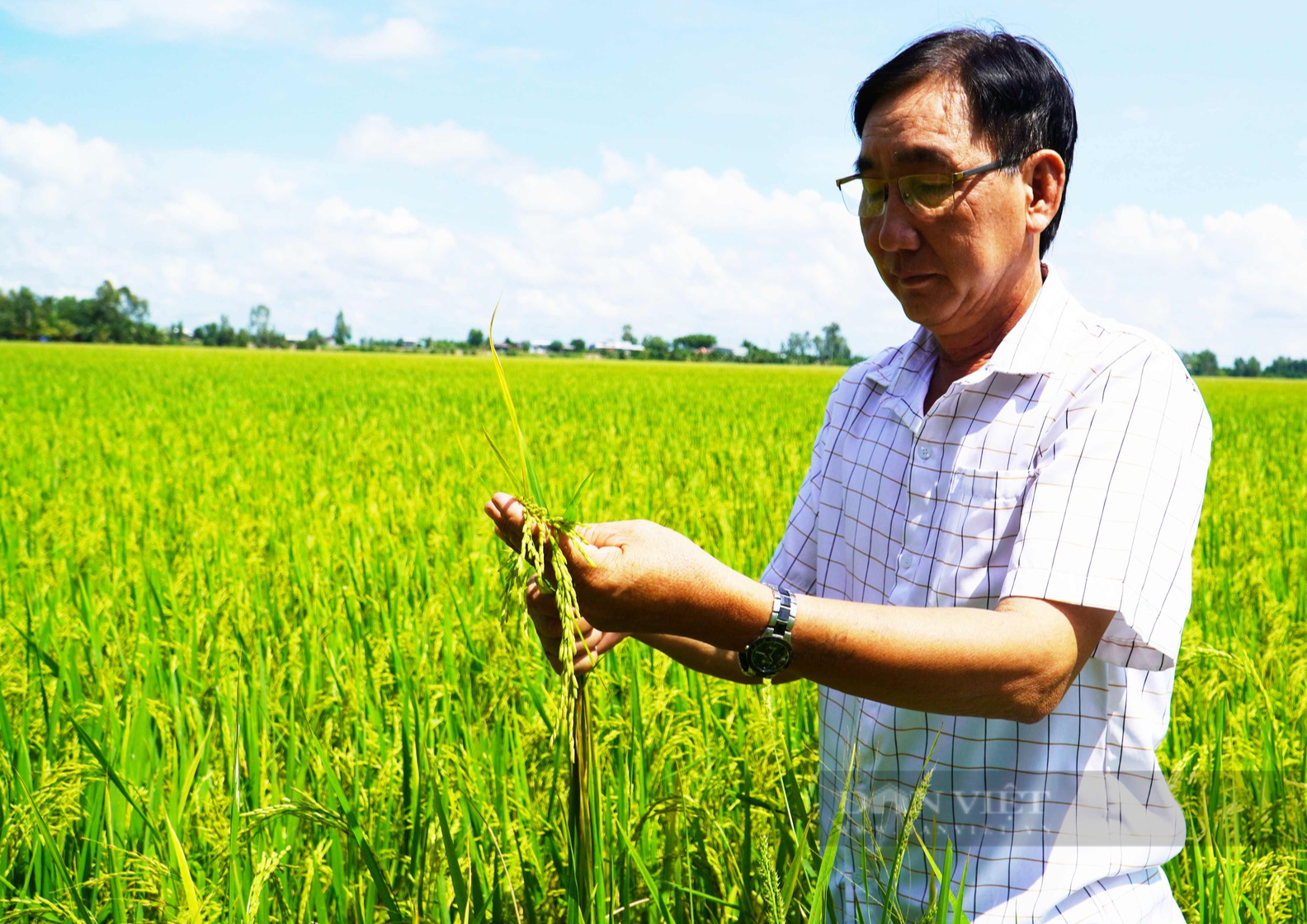 Ngắm vùng trồng lúa sinh thái bảo tồn sếu đầu đỏ tại Đồng Tháp - Ảnh 5.