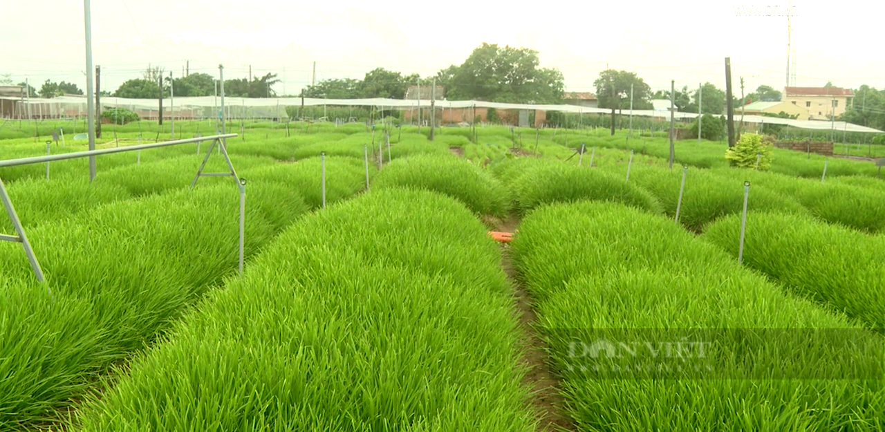 Chị nông dân Bà Rịa – Vũng Tàu thu bộn tiền nhờ loại rau gieo hạt 1 lần cắt bán 10 năm - Ảnh 1.