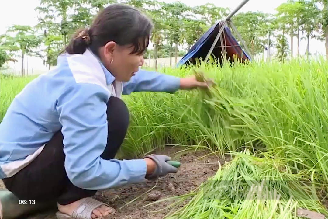 Chị nông dân Bà Rịa – Vũng Tàu thu bộn tiền nhờ loại rau gieo hạt 1 lần cắt bán 10 năm - Ảnh 2.