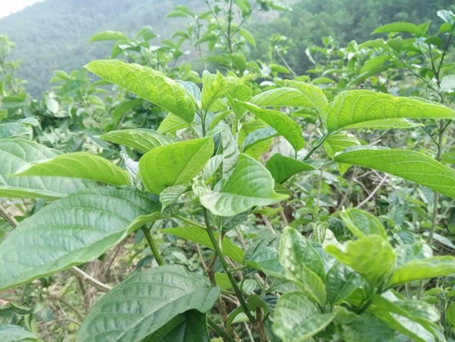 Loại cây trên rừng ở Phú Thọ, tên hơi khó đánh lưỡi, ai ngờ ngọn, lá làm rau ăn bổ, rễ cây là thuốc quý - Ảnh 2.