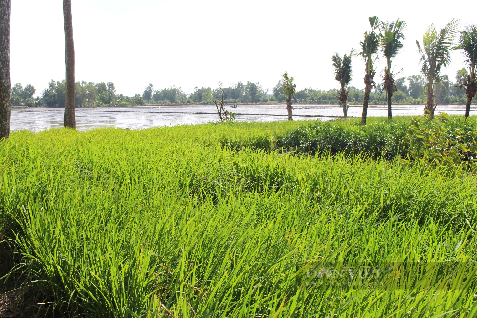 Một nông dân Hậu Giang tận tâm chăm bón 10.000 chậu lúa cho Con đường lúa gạo Việt Nam - Ảnh 1.