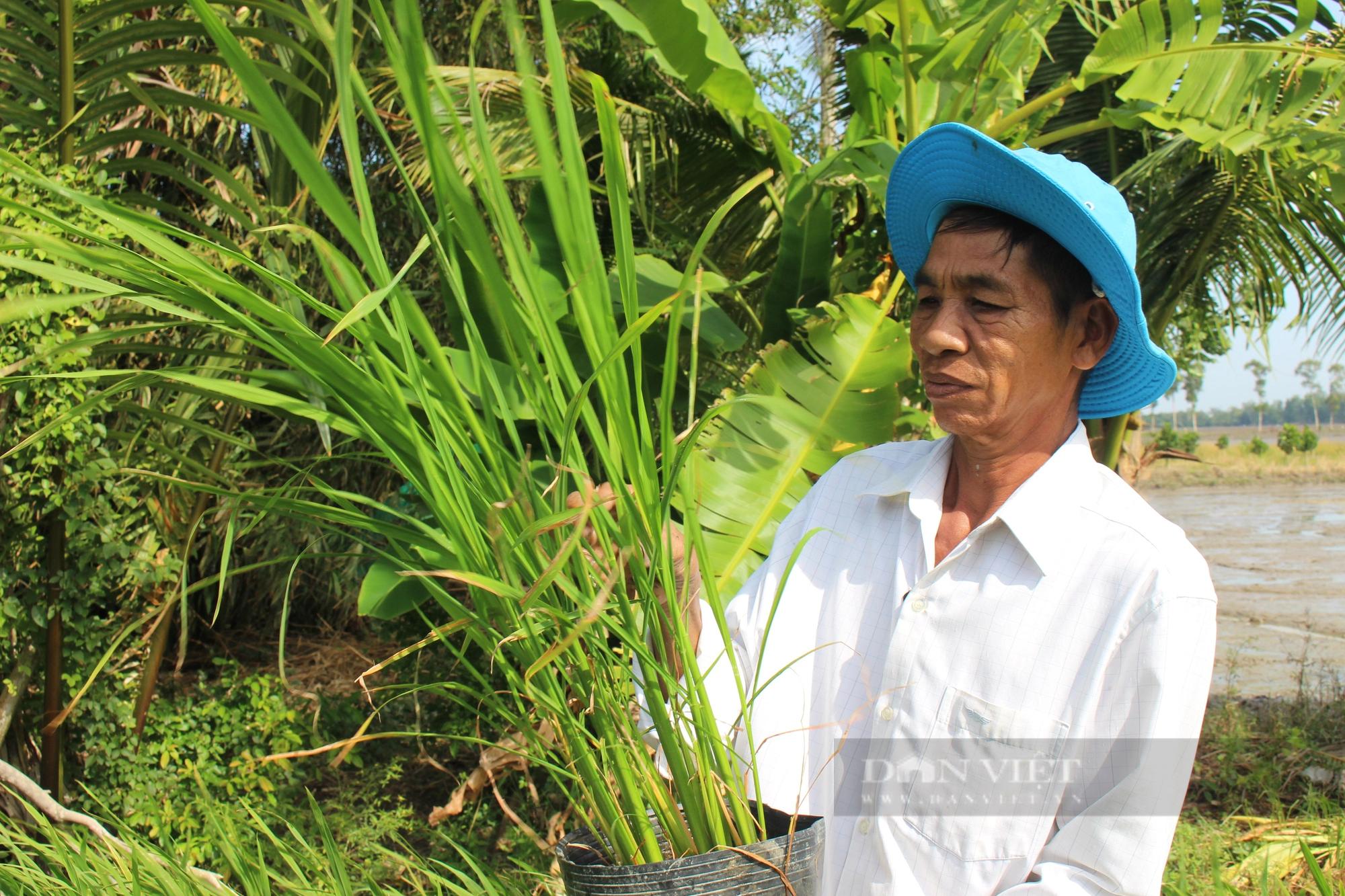 Một nông dân Hậu Giang tận tâm chăm bón 10.000 chậu lúa cho Con đường lúa gạo Việt Nam - Ảnh 3.