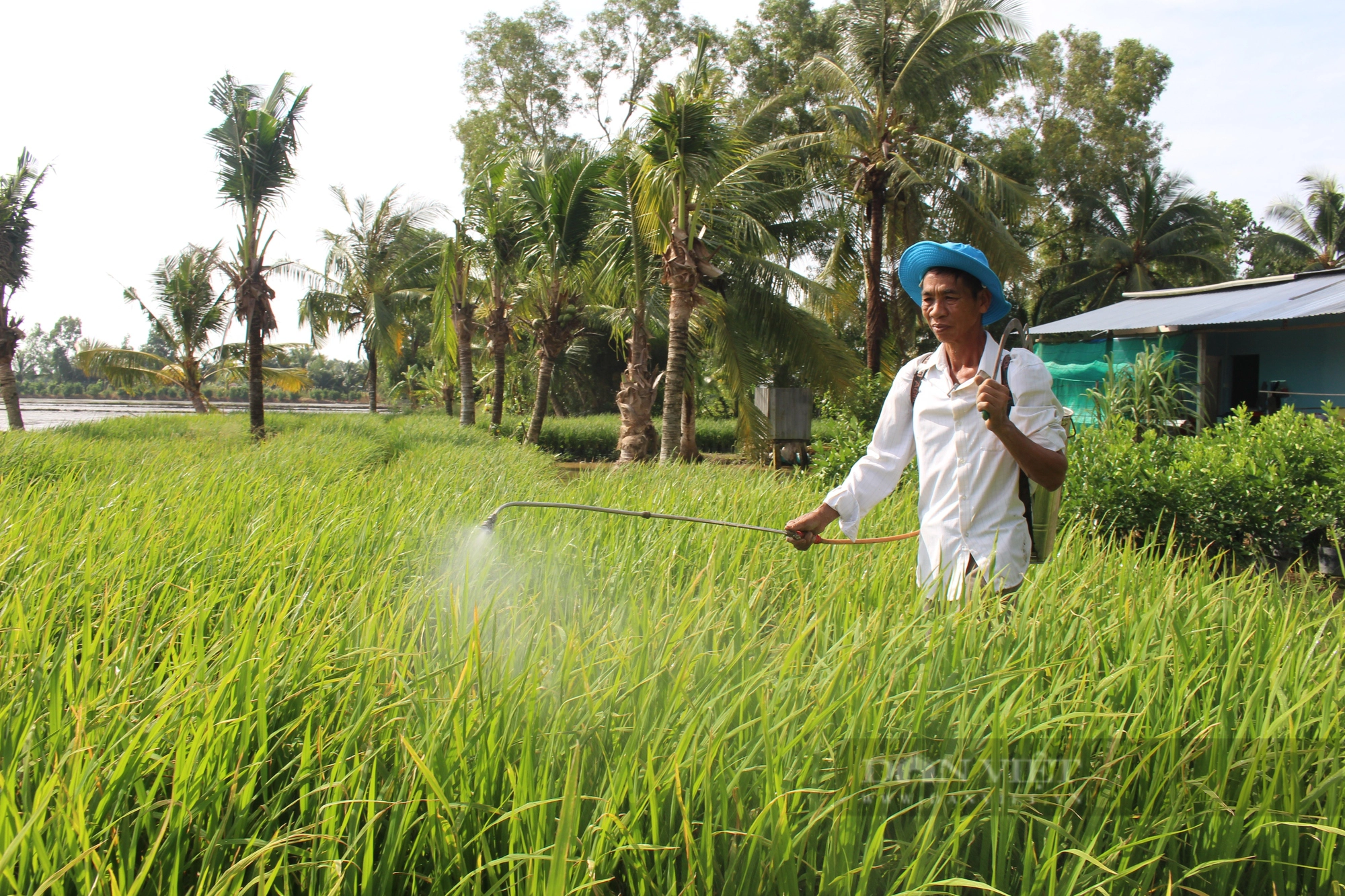 Một nông dân Hậu Giang tận tâm chăm bón 10.000 chậu lúa cho Con đường lúa gạo Việt Nam - Ảnh 6.