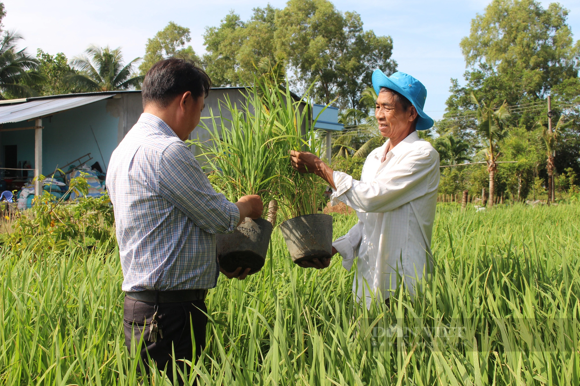 Một nông dân Hậu Giang tận tâm chăm bón 10.000 chậu lúa cho Con đường lúa gạo Việt Nam - Ảnh 7.