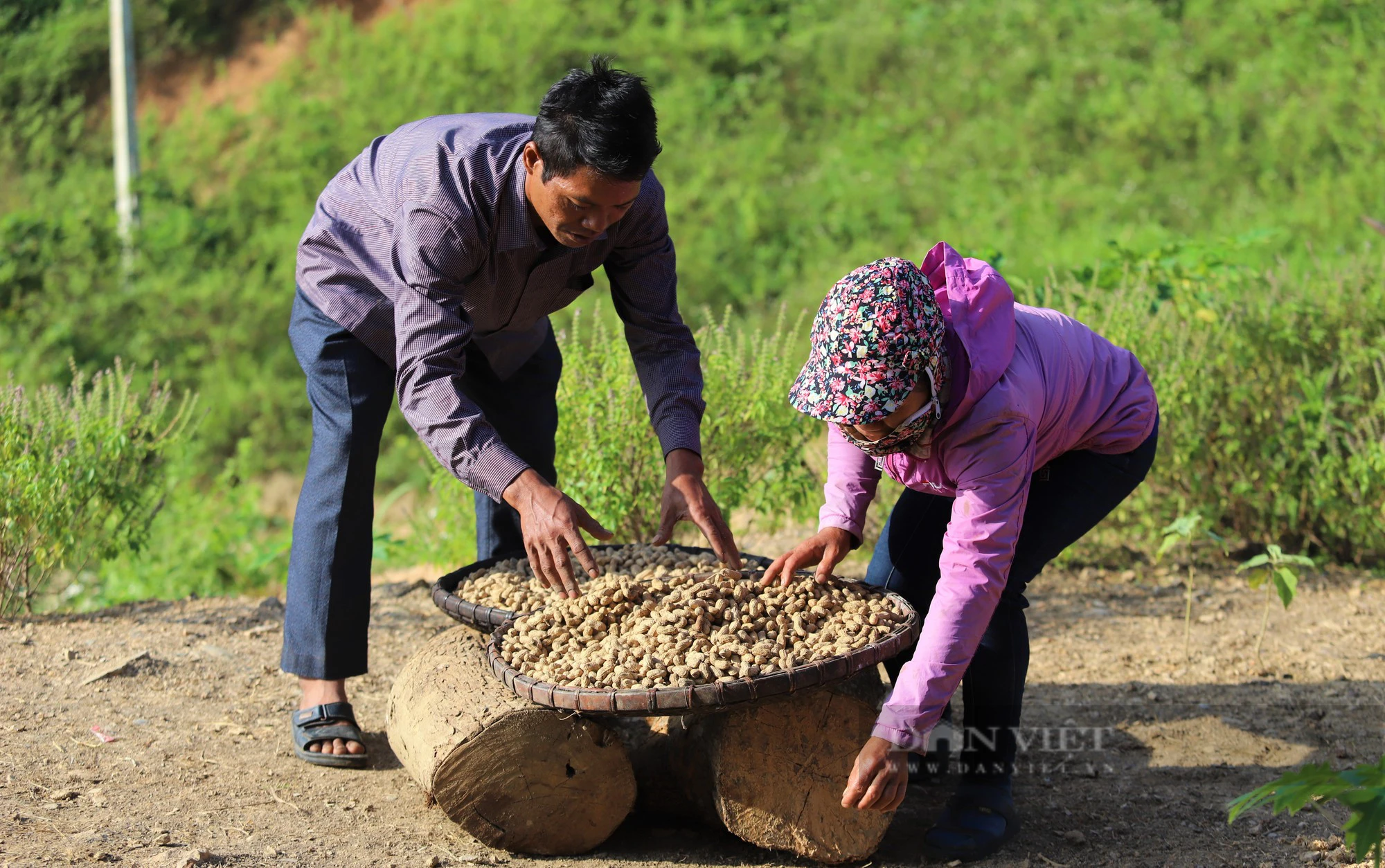 Dân xã này ở Nghệ An trồng lạc trên rẫy cao hơn 800m, hiệu quả không tưởng nhà nào cũng vui - Ảnh 6.