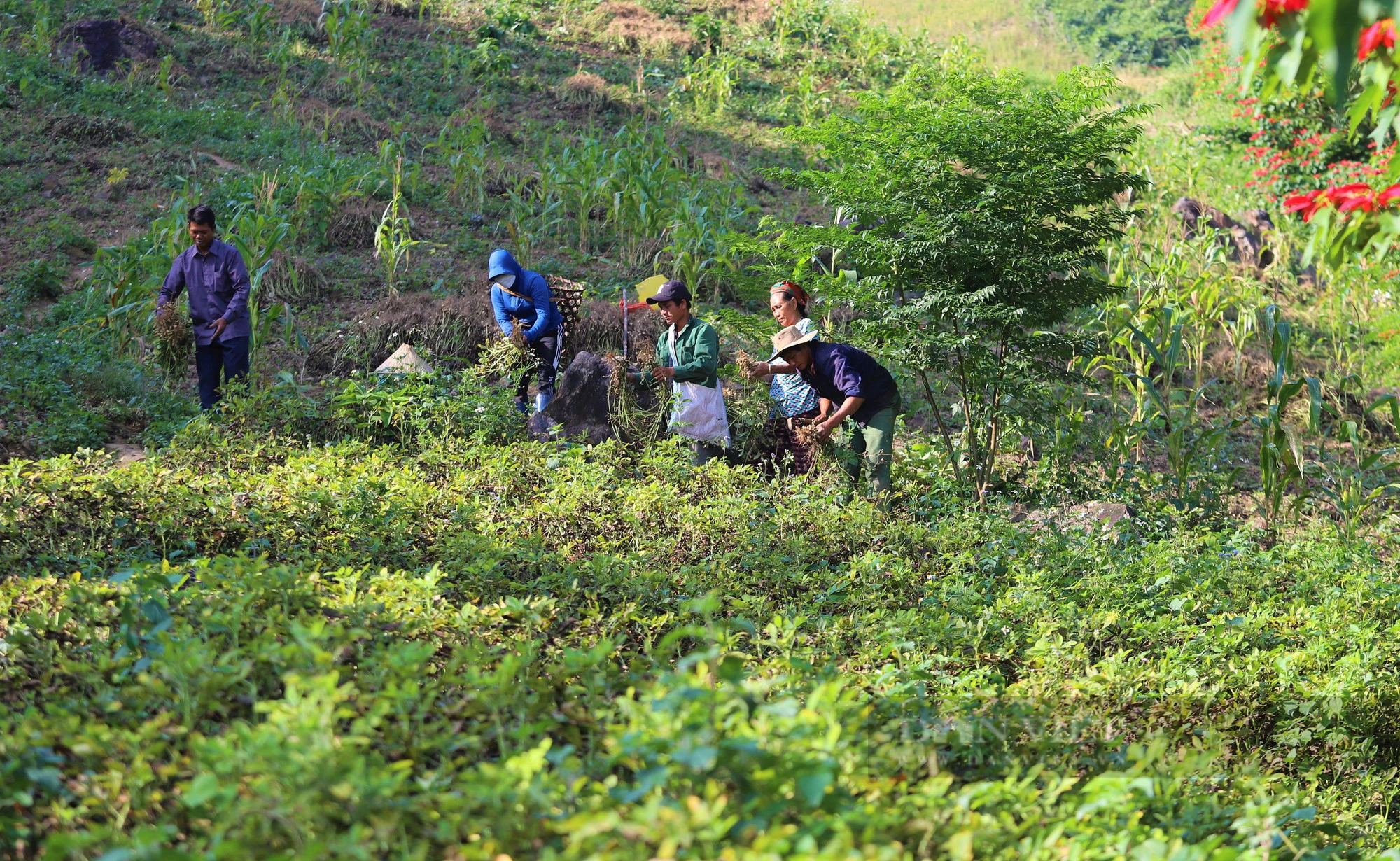 Dân xã này ở Nghệ An trồng lạc trên rẫy cao hơn 800m, hiệu quả không tưởng nhà nào cũng vui - Ảnh 9.
