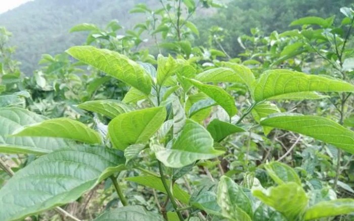 Loại cây rừng ở Phú Thọ, tên hơi khó đánh lưỡi, ai ngờ ngọn, lá làm rau ăn bổ, rễ cây là thuốc quý
