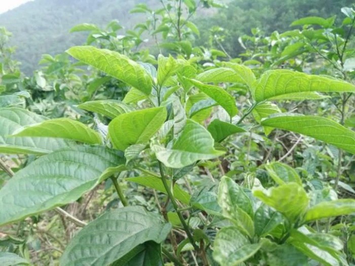 Loại cây trên rừng ở Phú Thọ, tên hơi khó đánh lưỡi, ai ngờ ngọn, lá làm rau ăn bổ, rễ cây là thuốc quý - Ảnh 1.