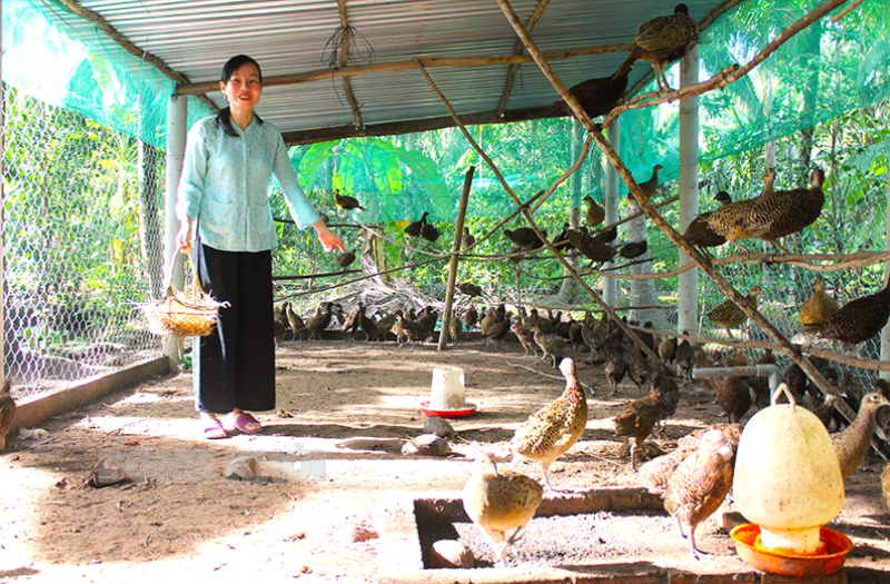 Nuôi thứ chim quý hiếm như nuôi gà, một người Bến Tre bán trứng, bán giống, bán thịt đều đắt hàng - Ảnh 1.