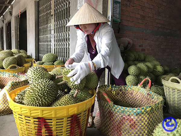 Trồng &quot;cây tiền tỷ&quot; này ở Tiền Giang, nông dân cho ra trái nghịch vụ, bán giá cao chót vót, thu lời to - Ảnh 1.