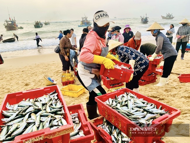 Quảng Bình: Ngư dân ở huyện này đánh bắt được gần 30 nghìn tấn cá, tôm… - Ảnh 3.