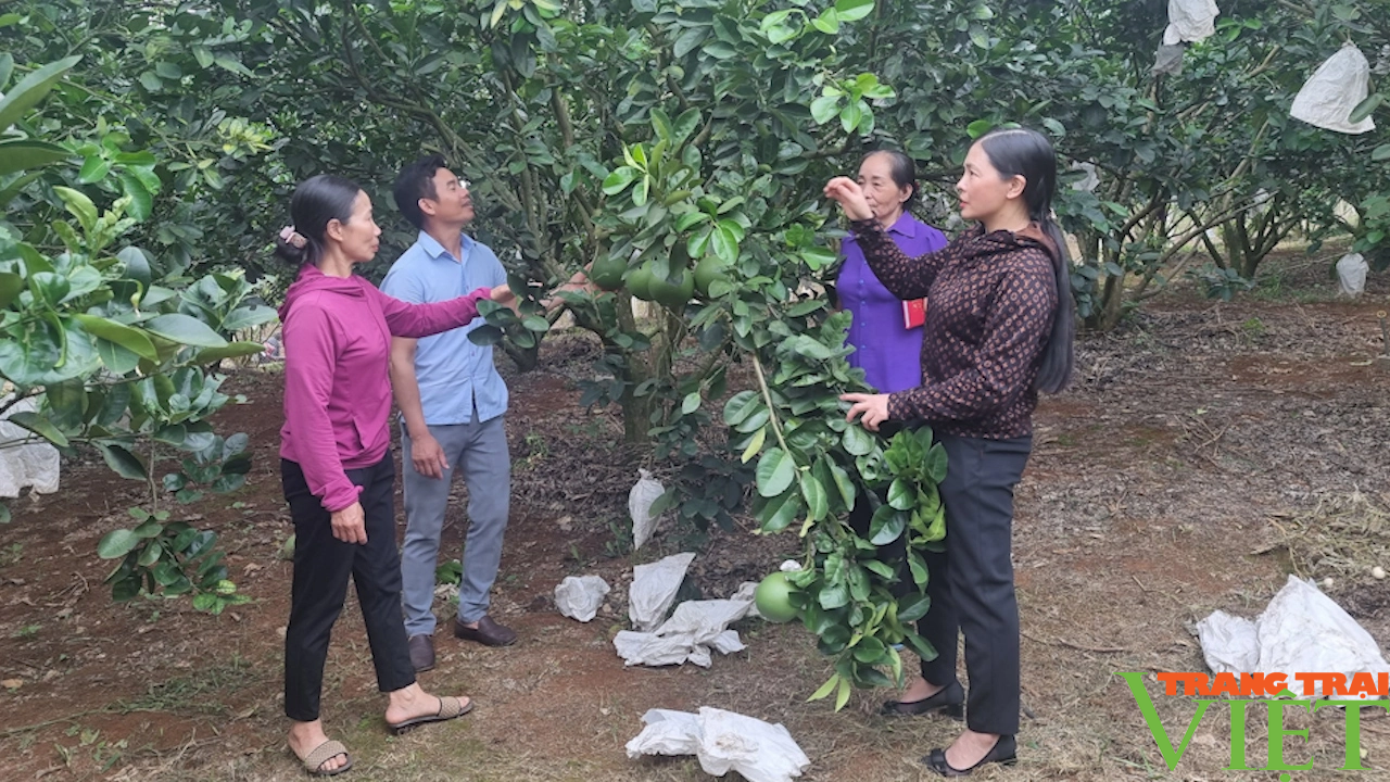 Phong trào nông dân thi đua SXKD giỏi, đoàn kết, giúp nhau làm giàu trên đất Mai Sơn - Ảnh 2.