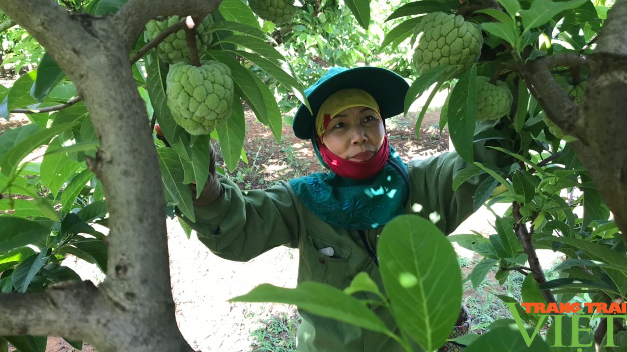 Phong trào nông dân thi đua SXKD giỏi, đoàn kết, giúp nhau làm giàu trên đất Mai Sơn - Ảnh 3.