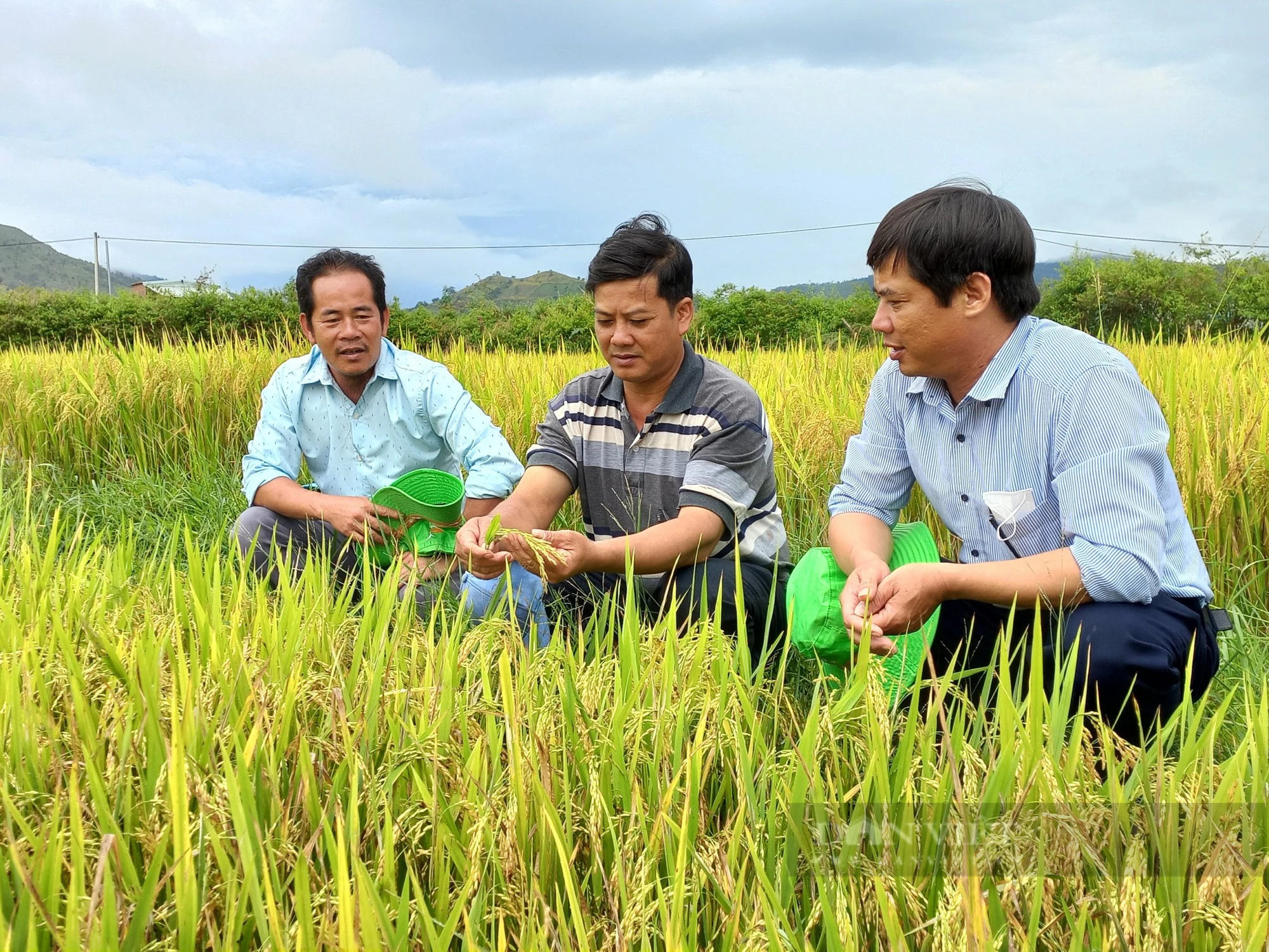 Nông dân Gia Lai mê tít với giống lúa BC15 và TBR97 - Ảnh 3.