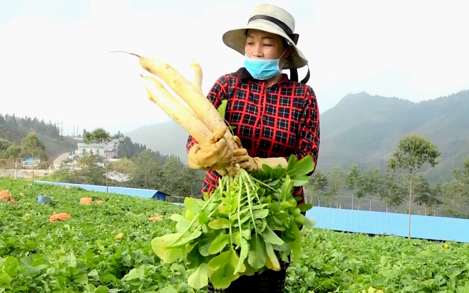 Nông dân Hà Giang trồng thứ củ to dài có tác dụng chống oxy hóa, bán sang hết Nhật Bản