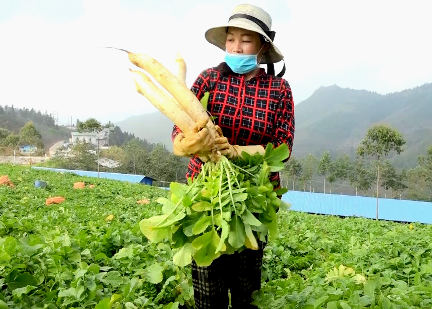 Nông dân Hà Giang trồng thứ củ to dài có tác dụng chống oxy hóa, bán sang hết Nhật Bản - Ảnh 1.