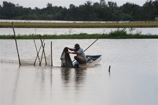 Nuôi cá ruộng mùa nước nổi ở Hậu Giang, chi phí giảm, thu lợi kép - Ảnh 2.