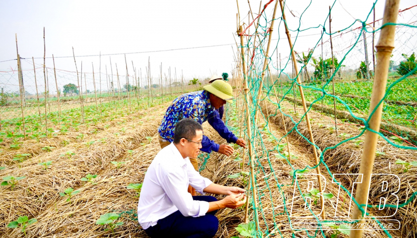 An Tân: Tích cực chăm sóc cây màu vụ đông - Ảnh 1.