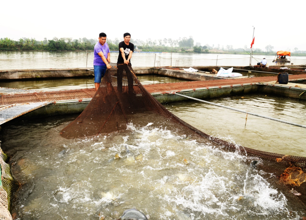 Nuôi cá lồng dưới sông Hồng, dân nơi này ở Hưng Yên kéo lưới trồi lên toàn con to bự, bán đắt tiền - Ảnh 1.