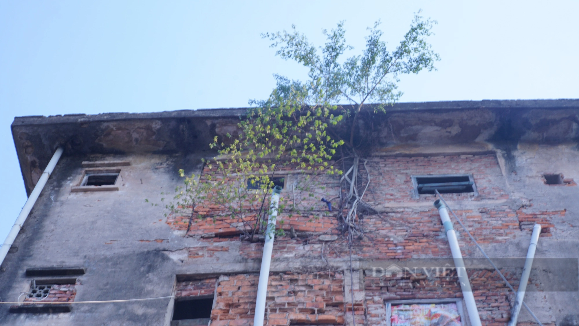 Cận cảnh khu tập thể 5 tầng tại Nam Định bong tróc, hoen gỉ, cây mọc trên tường - Ảnh 3.