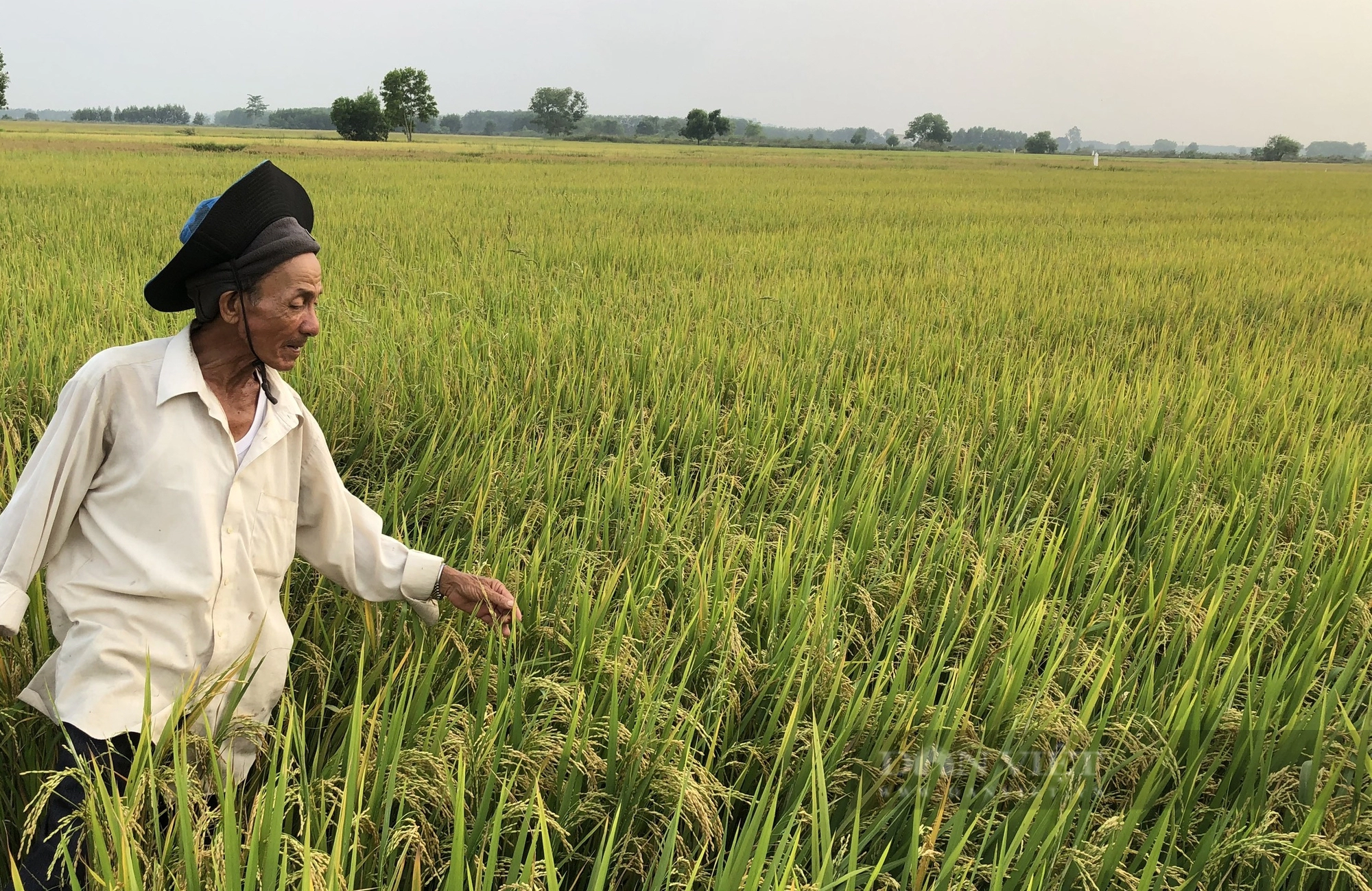 Thay đổi lớn trong sản xuất lúa chất lượng cao, liên kết đầu ra để lợi nhuận tăng thêm từ 10 - 15% - Ảnh 1.