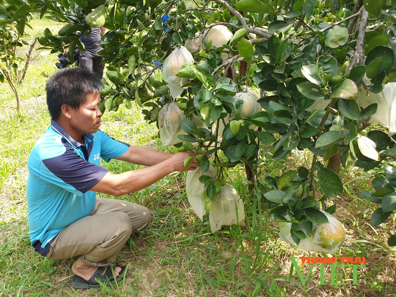 Mường Ảng: Hỗ trợ cây con giống, để nông dân có cách làm giàu - Ảnh 2.