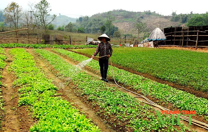 Giải quyết việc làm cho nông dân, Mường Ảng có cách đi riêng - Ảnh 2.