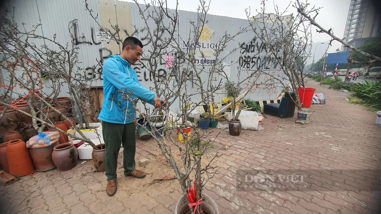 Hoa lê rừng mốc thếch, hình dáng độc, lạ nở trắng nhiều tuyến phố Hà Nội, giá 2 - 3 triệu đồng/cành - Ảnh 1.