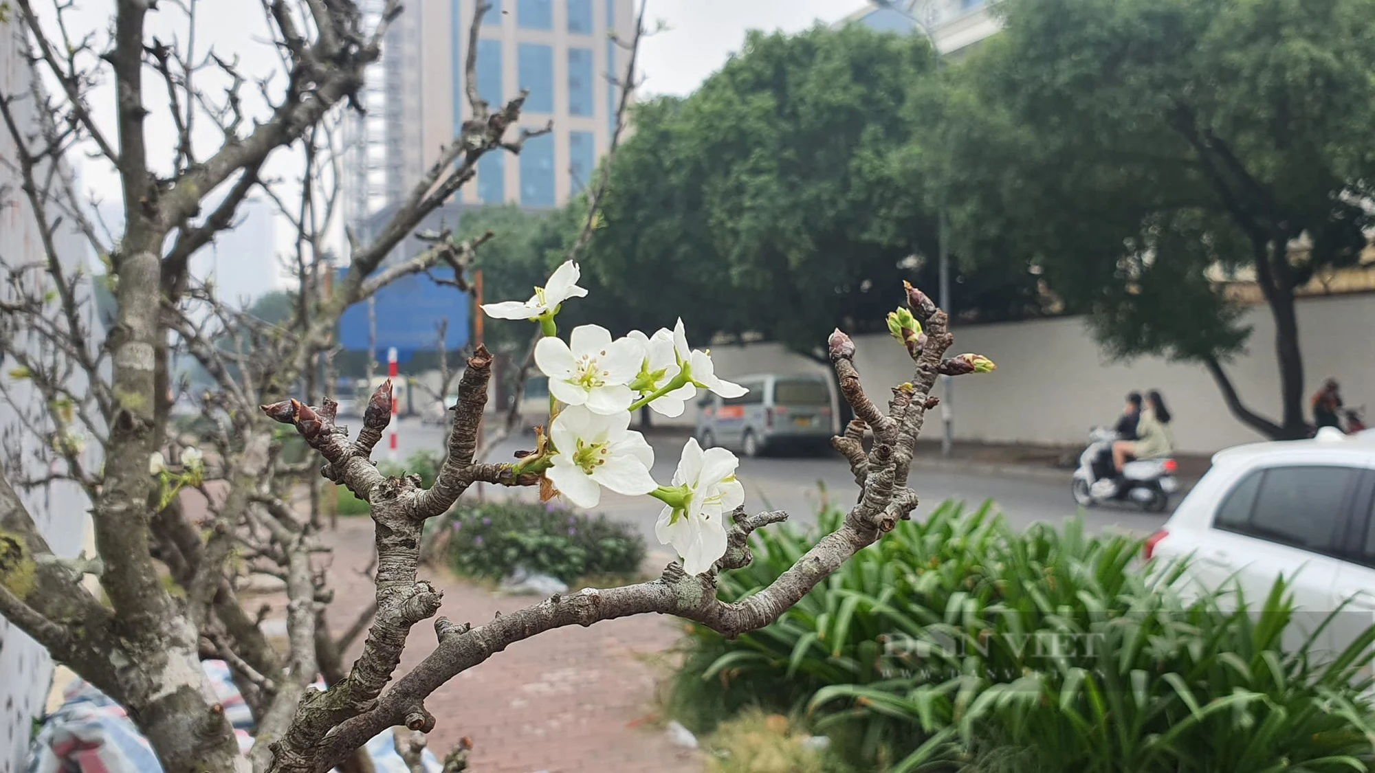 Hoa lê rừng mốc thếch, hình dáng độc, lạ nở trắng nhiều tuyến phố Hà Nội, giá 2 - 3 triệu đồng/cành - Ảnh 2.