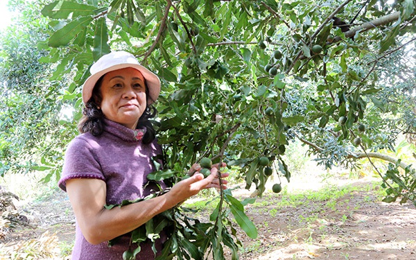 Vườn rộng trồng thứ cây ra &quot;nữ hoàng quả khô&quot;, cho sản lượng trái &quot;khủng&quot; nhất Lâm Đồng