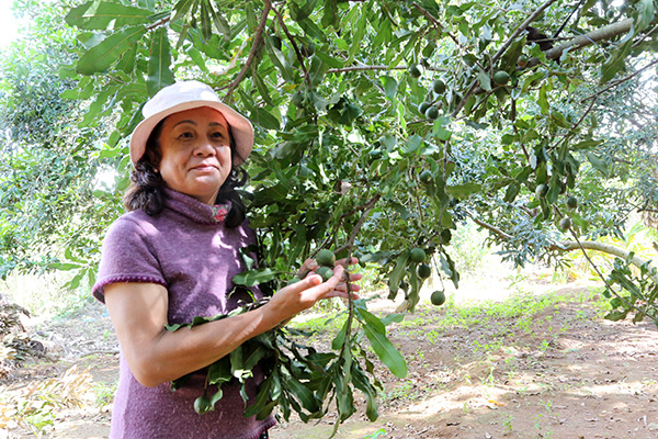 Vườn rộng trồng thứ cây ra &quot;nữ hoàng quả khô&quot;, cho sản lượng trái &quot;khủng&quot; nhất Lâm Đồng - Ảnh 1.