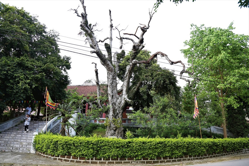 Cận cảnh cây cổ thụ có một không hai, tuổi thọ hơn 2.100 năm trong ngôi đền cổ ở Phú Thọ - Ảnh 1.