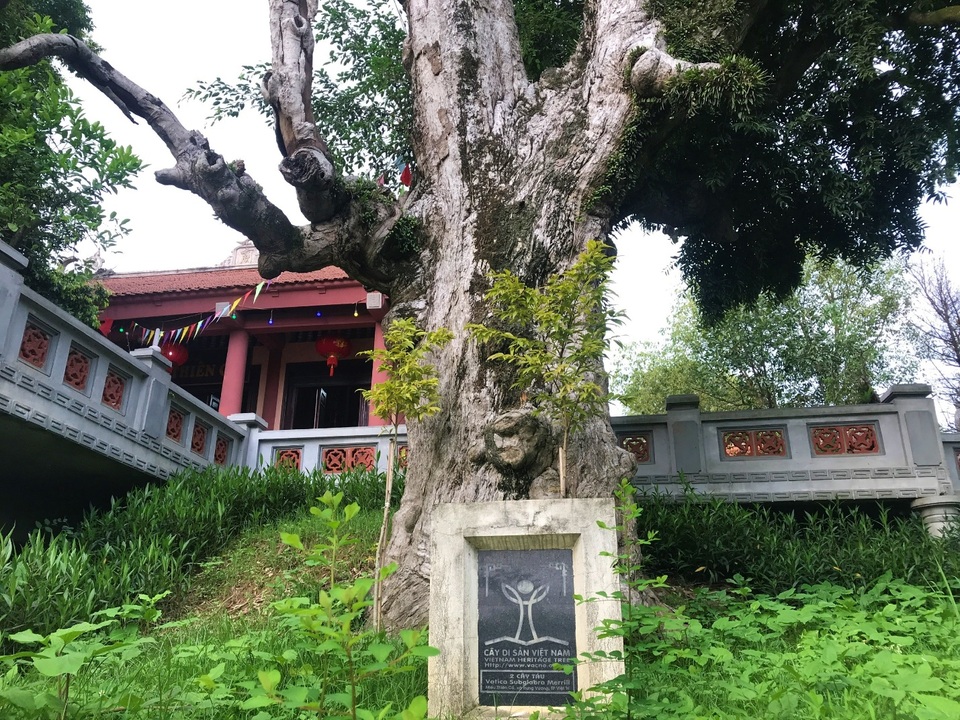Cận cảnh cây cổ thụ có một không hai, tuổi thọ hơn 2.100 năm trong ngôi đền cổ ở Phú Thọ - Ảnh 2.