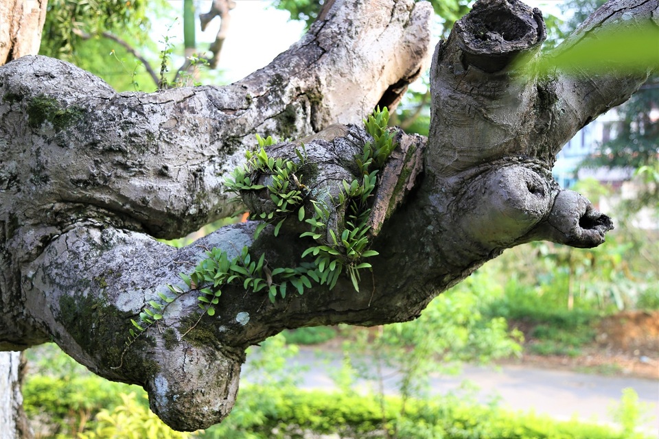 Cận cảnh cây cổ thụ có một không hai, tuổi thọ hơn 2.100 năm trong ngôi đền cổ ở Phú Thọ - Ảnh 5.