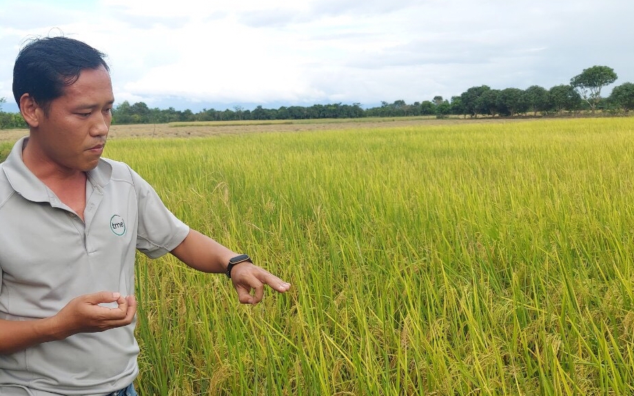 Thay đổi lớn trong trồng lúa chất lượng cao ở Bình Thuận, liên kết để nông dân có lợi nhuận từ 10 - 15%