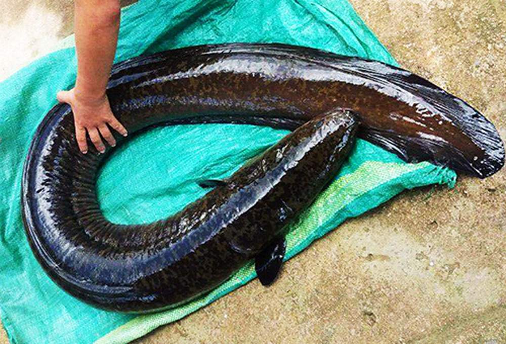Loại cá ngon, bổ dưỡng là đặc sản ở một đầm nước nổi tiếng Bình Định đang nhân rộng sản phẩm OCOP - Ảnh 1.