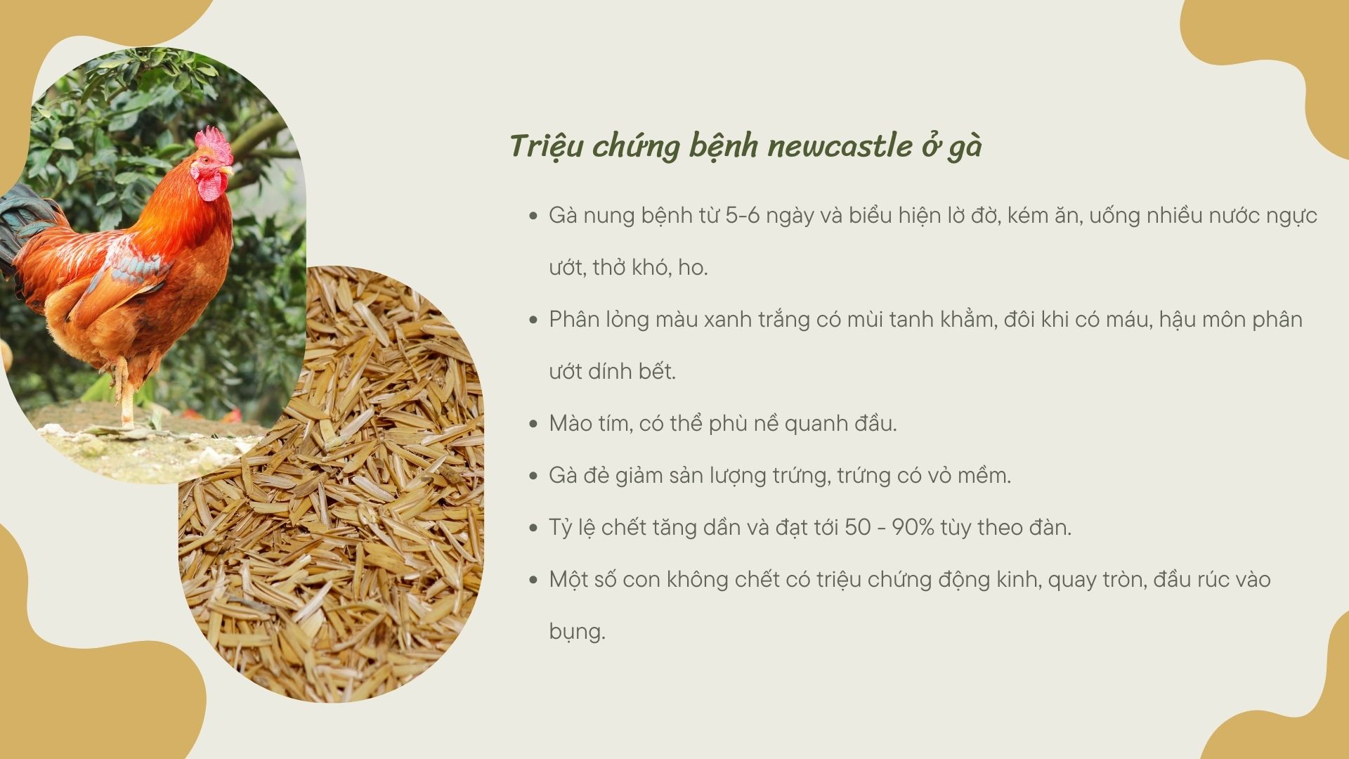 SỔ TAY NHÀ NÔNG: Chủ động phòng chống bệnh Newcastle cho gà - Ảnh 4.