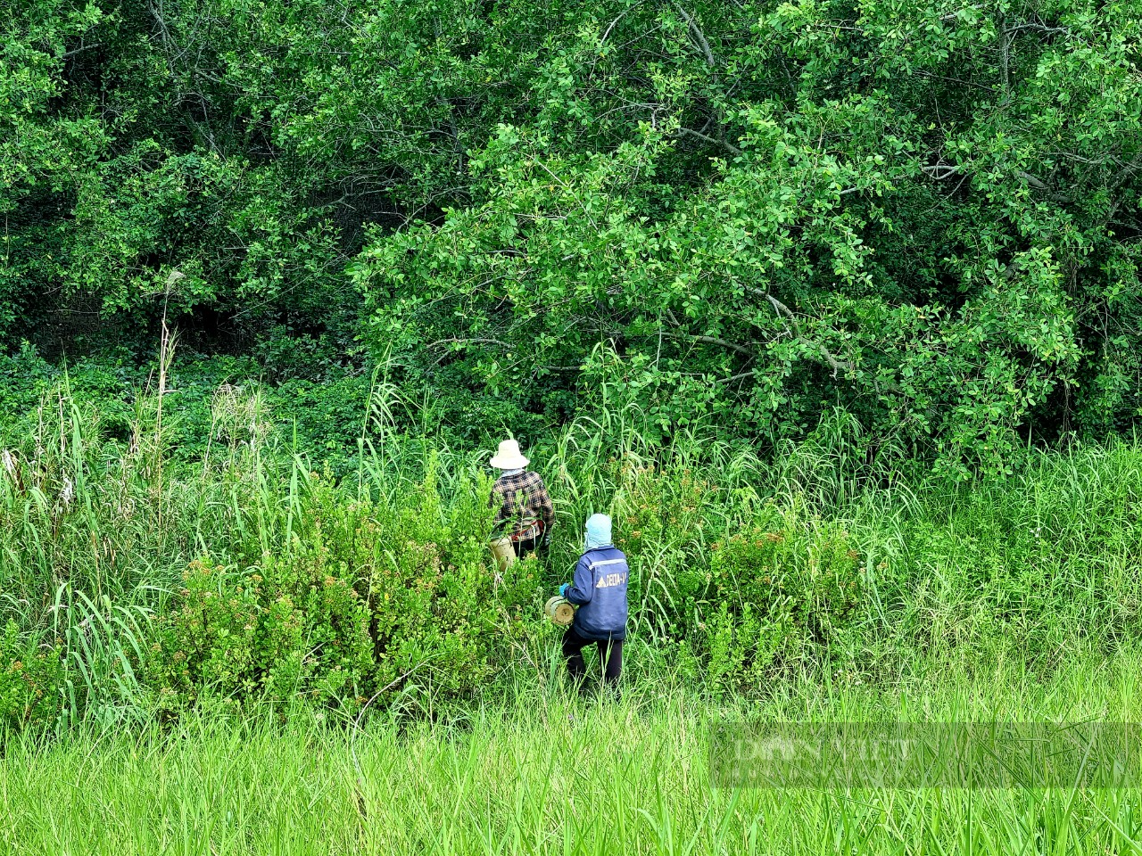 Đi tìm chữ “xanh” trong nông nghiệp: Trồng rừng hấp thụ carbon, thêm màu xanh, vừa thêm tiền tại Ninh Bình - Ảnh 3.
