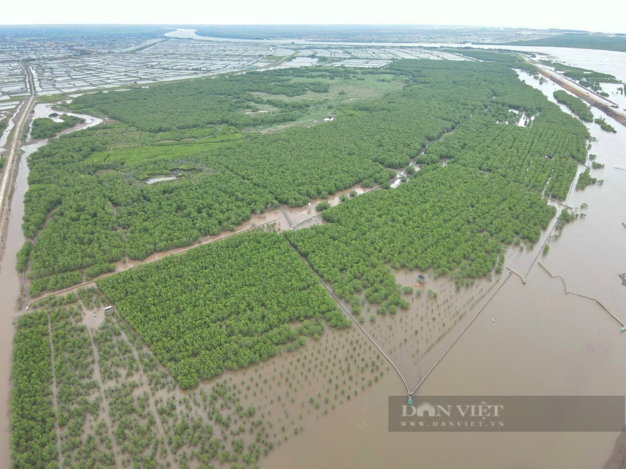 Đi tìm chữ “xanh” trong nông nghiệp: Trồng rừng hấp thụ carbon, thêm màu xanh, vừa thêm tiền tại Ninh Bình - Ảnh 2.