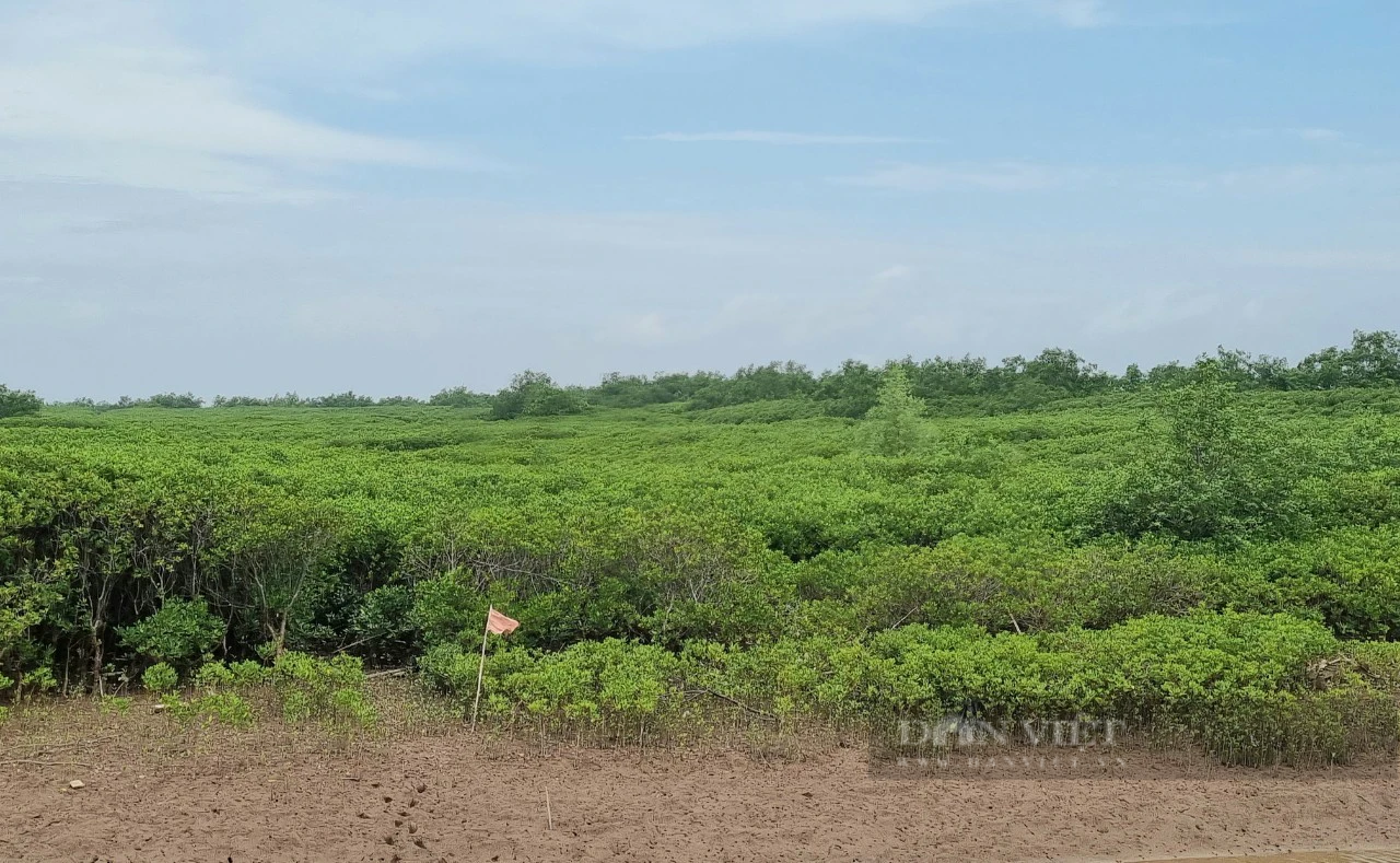 Đi tìm chữ “xanh” trong nông nghiệp: Trồng rừng hấp thụ carbon, thêm màu xanh, vừa thêm tiền tại Ninh Bình - Ảnh 4.