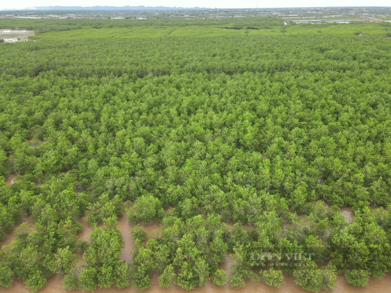 Đi tìm chữ “xanh” trong nông nghiệp: Trồng rừng hấp thụ carbon, thêm màu xanh, vừa thêm tiền tại Ninh Bình - Ảnh 8.