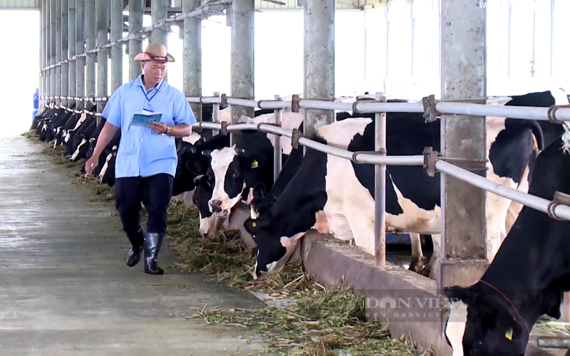 Trang trại bò sữa của Công ty CP Anova Agri Bình Dương. Ảnh: Trần Khánh