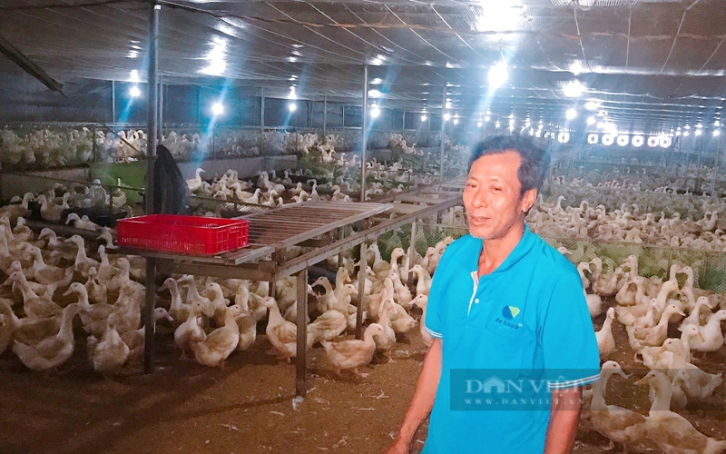 Ngày càng nhiều nông dân ở Phú Giáo nuôi vịt trong trại lạnh do hiệu quả mô hình này mang lại. Một nông dân nuôi vịt trại lạnh ở xã Tân Hiệp (huyện Phú Giáo). Ảnh: Trần Khánh