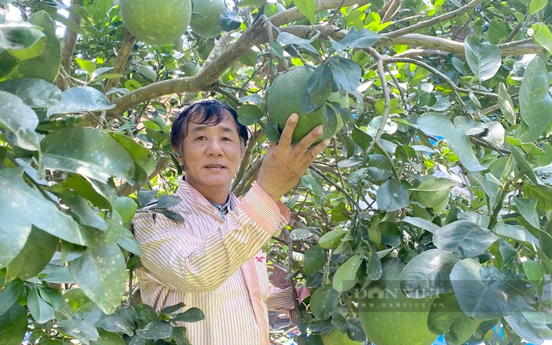 Ông Lâm Thành Thương là người tiên phong trồng cây có múi ở xã Hiếu Liêm (huyện Bắc Tân Uyên). Ảnh: Trần Khánh
